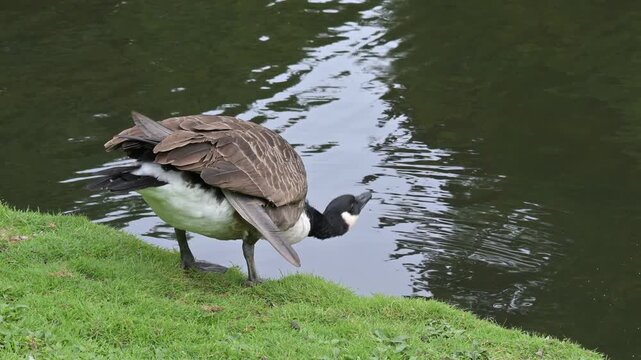 Canada Goose (Branta canadensis) with deformed plumage and damaged wing feathers drinking water from a lake. September, Kent, UK [Half speed]