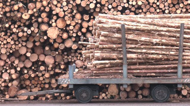 Huge piles of round timber by the roadside.  Close-up view of a large stack of cut timber logs arranged at a lumber storage site. Forestry operations, logging, sustainable wood production.