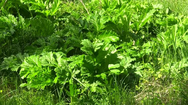 Farmer spraying vegetable in the garden with herbicides, pesticides or insecticides.   mowing and herbicide treatment of sosnovsky hogweed
