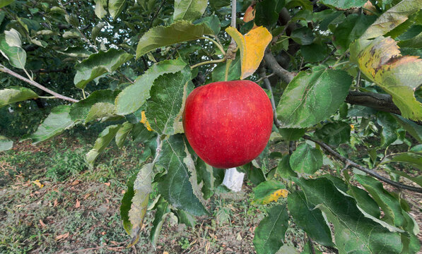 Ripe Red Apple on Apple Tree Branch, Fresh Fruit Growing in Green Orchard