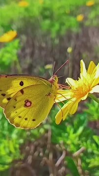 Beautiful yellow butterfly perched on a vibrant daisy flower