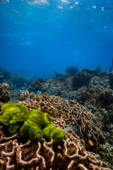 Vibrant green algae on foliose hard coral reef with small damselfish in ocean. © PIPE DIVE UNDERWATER