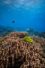Large foliose hard coral structure with small reef fish in tropical ocean. © PIPE DIVE UNDERWATER