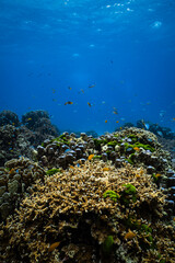 Vibrant green algae and small reef fish on healthy coral reef in ocean. © PIPE DIVE UNDERWATER