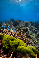 Vibrant green algae on foliose hard coral reef with small damselfish in ocean. © PIPE DIVE UNDERWATER