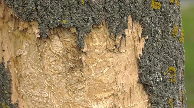 Damage caused by the emerald ash borer. Agrilus planipennis outbreak. Close-up of emerald ash borer (Agrilus planipennis) damage on the trunk of an ash tree.  
