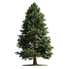 Fototapeta premium Giant Sequoia tree with green foliage against a clear sky isolated on transparent background
