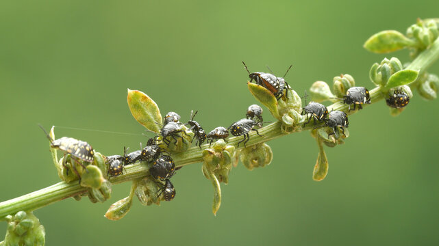 Close-up image of a green skunk beetle colony.