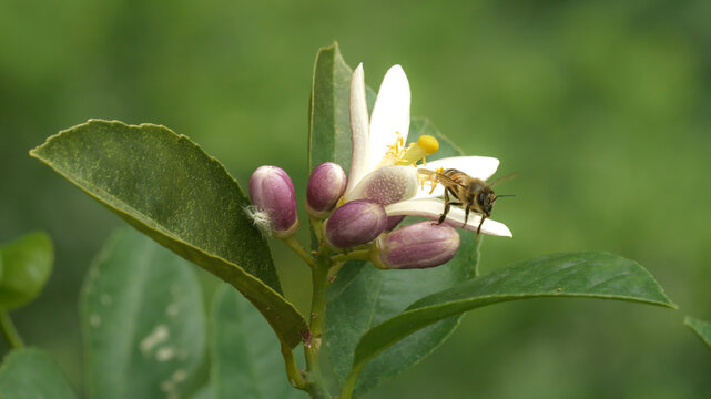 Close-up image of honey bee collecting honey and pollen from flowers.