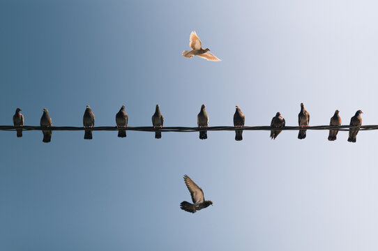 Birds on a Wire