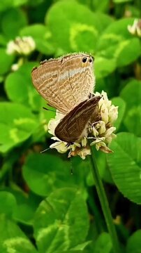 Brown butterfly perched on white clover flowers