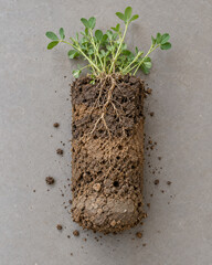 Fototapeta premium Alfalfa In Intact Soil Core