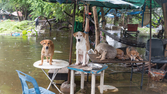 Three stray dogs resting on tables in a flooded outdoor area under a makeshift canopy shelter