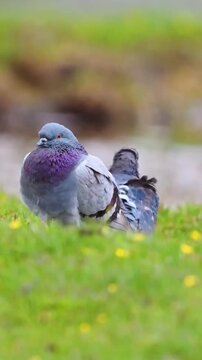 Two wild pigeons resting in a green meadow