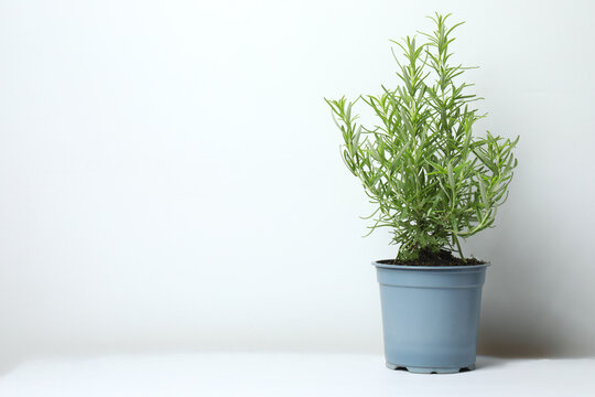 Rosemary plant growing in pot on white table, close-up. Aromatic herb.