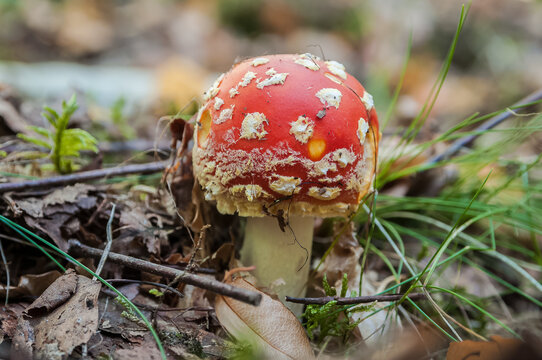 Red Amanita muscaria mushrooms in a forest