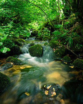 arroyo o riachuelo fluyendo por un bosque bonito y verdoso