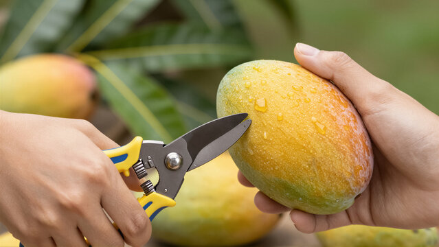 A hand expertly harvests a fresh, ripe mango using pruning shears. Glistening water droplets cover the vibrant tropical fruit, symbolizing healthy food and nature's bounty