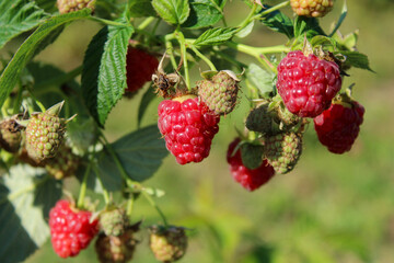 Raspberries grow on a bush in a field during the summer season under clear weather © eliyashevskiy