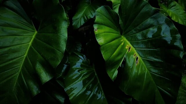 Large wet taro leaves glistening with water in dark moody tropical rainforest closeup