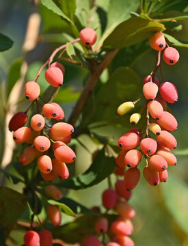 Barberry (Berberis vulgaris) with ripe berries