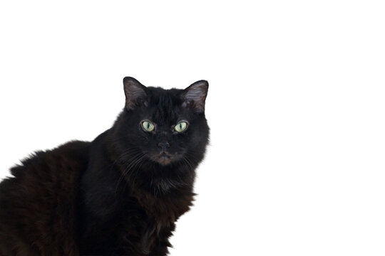 a long haired black cat Isolated on transparent background&nbsp;