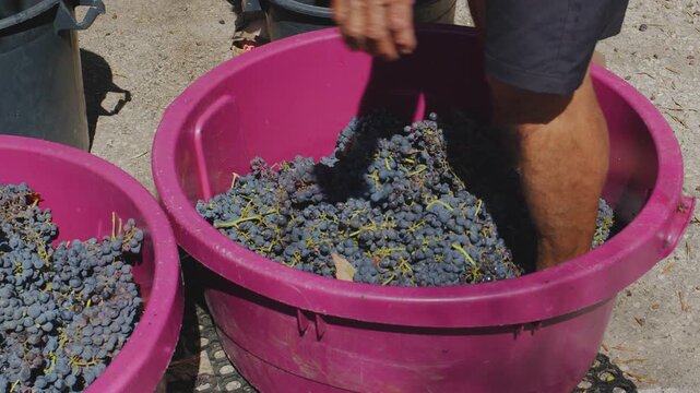 Barefoot grape stomping during traditional winemaking process. Close up of legs crushing red wine grapes in a tub.
