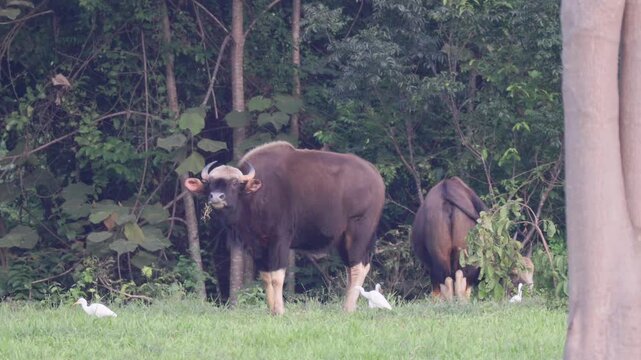 Indian gaur (Bos gaurus) standing at the forest edge with cattle egrets perching on their backs