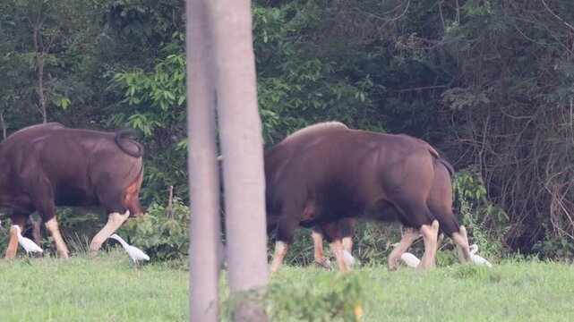 Indian gaur (Bos gaurus) standing at the forest edge with cattle egrets perching on their backs