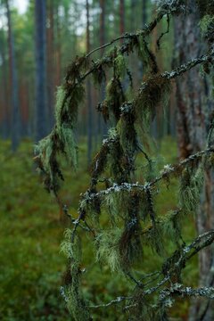Old man's beard lichen hanging from pine branches in a boreal forest
