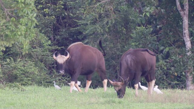 Indian gaur (Bos gaurus) standing at the forest edge with cattle egrets perching on their backs