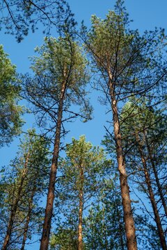 Tall Scots pine trees against a clear blue sky, view looking up from the forest floor