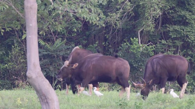 Indian gaur (Bos gaurus) standing at the forest edge with cattle egrets perching on their backs