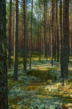 Sunlit pine forest with tall tree trunks and a carpet of reindeer lichen on the forest floor
