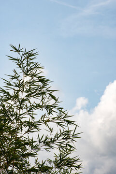 Ca&ntilde;as verdes de bamb&uacute; con un cielo azul y nubes blancas.