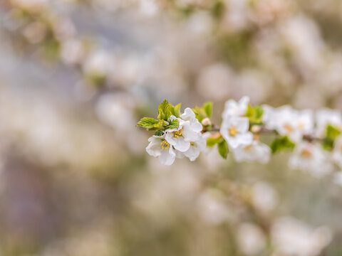 White cherry flowers. The branches of a blossoming Cherry tree with white flowers.