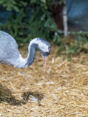 Obraz premium Close-up profile of a Common Crane (Grus grus) with red crown patch on a blurred forest background.