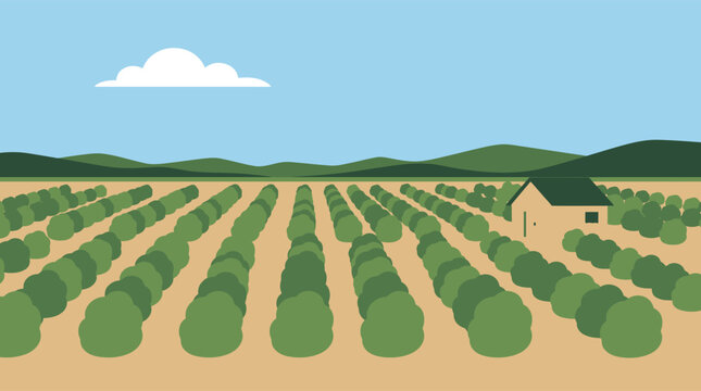 Mulberry Silk Farm Landscape With Tree Rows And Rural Agricultural Setting