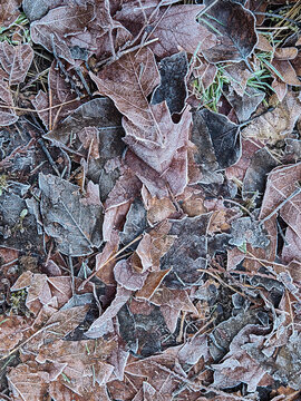 Frost covered fallen brown autumn leaves on the ground during a cold winter morning in nature, background, texture
