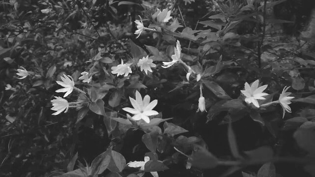 Black and white jasmine flowers blooming on leafy bush in garden closeup