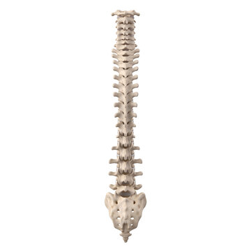 Human Vertebral Column with Sacrum and Coccyx Posterior View &ndash; Spine Anatomy 3D Medical Illustration