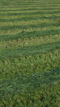 Frisch gem&auml;htes Gras in langen Reihen auf dem Feld, Struktur und Muster einer landwirtschaftlichen Nutzfl&auml;che, Hintergrundbild Natur, hellgr&uuml;ne und dunkelgr&uuml;ne Streifen aus Gras, vertikale Ansicht