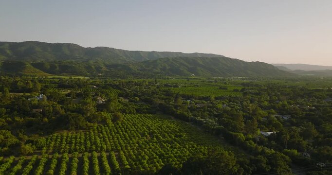 Aerial view of a citrus orchard in a valley at golden hour
