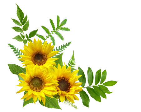 bouquet of blooming sunflowers isolated on transparent background, top view