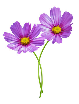 close up of colorful cosmos flowers isolated on transparent background