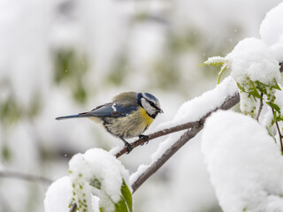 Cute bird, Eurasian blue tit, songbird sitting on spring branches with snow and green leaves © Dmitrii Potashkin