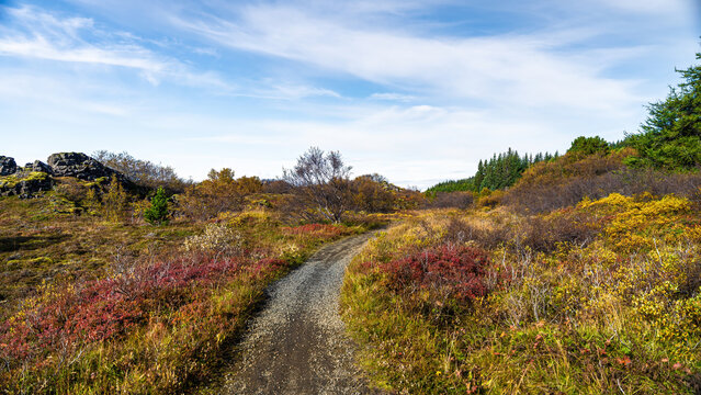 View of a gravel path winding through a lava field covered in vibrant autumn colors with volcanic rocks and evergreen trees under a clear blue sky in Iceland.