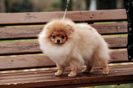 Walk in the park with a Pomeranian puppy in autumn. A cute red Pomeranian puppy is standing on a bench in the park. Pomeranian care.