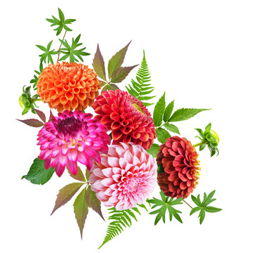 vibrant bouquet of mixed colorful dahlia flowers isolated on transparent background, top view