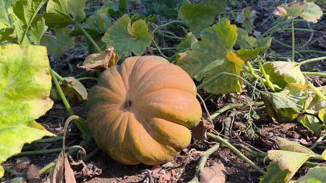 Large ripe orange pumpkin growing in a field on a farm. Close up view of raw organic squash before harvest during autumn season.